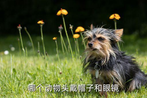 猫头鹰 卡通壁纸,关于猫头鹰你知道多少?