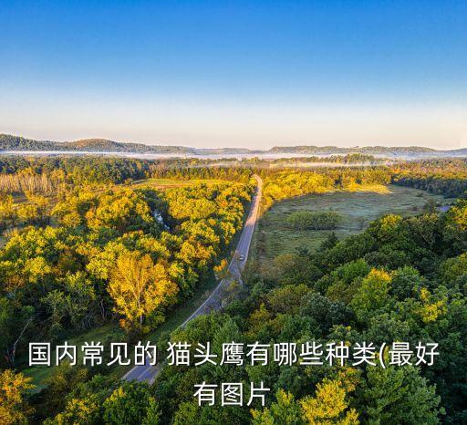国内常见的 猫头鹰有哪些种类(最好有图片