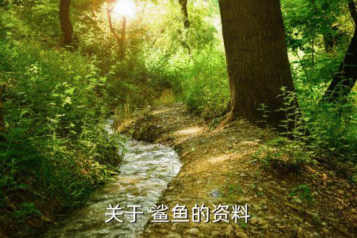 关于 鲨鱼的资料