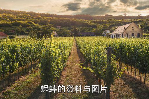 蟋蟀的资料与图片