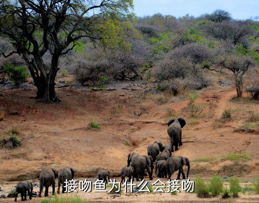 亲吻鱼图片卡通,热带鱼缸捡拾者亲吻鱼对鱼缸生态有益