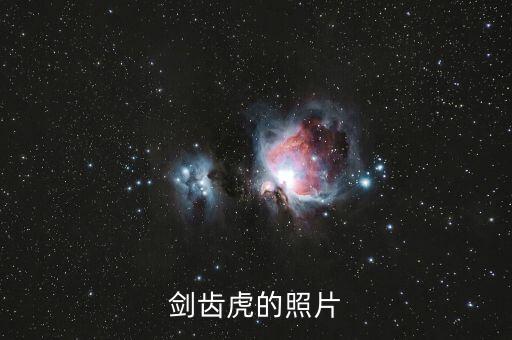 剑齿虎的照片