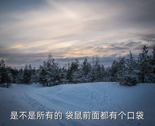 可爱的卡通小袋鼠图片