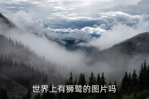 世界上有狮鹫的图片吗