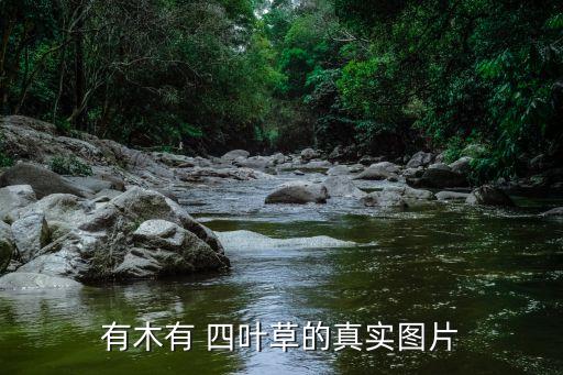 有关四叶草的壁纸卡通