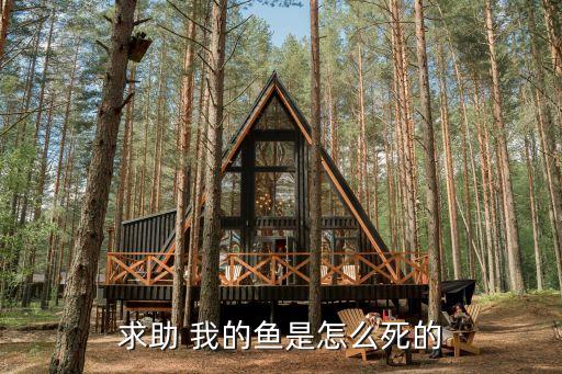 求助 我的鱼是怎么死的