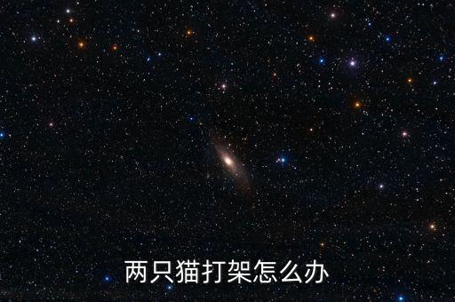两只猫打架怎么办