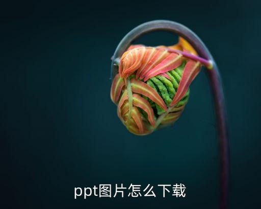 ppt图片怎么下载