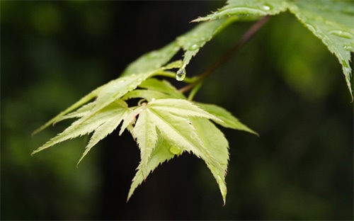 清朝卡通人物男,八狗传(找八个有珠子的美男子