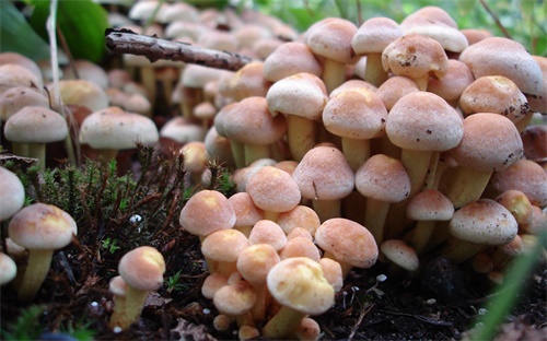 诺基亚卡通图,诺基亚在中国成立合资企业实现本地化生产